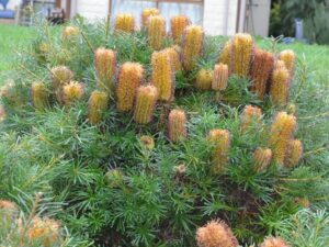 A lush green Banksia 'Black Magic' 10" Pot with dense spiky leaves and numerous upright brownish-orange cylindrical cones.