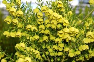 Boronia Lutea @ Hello Hello Plants