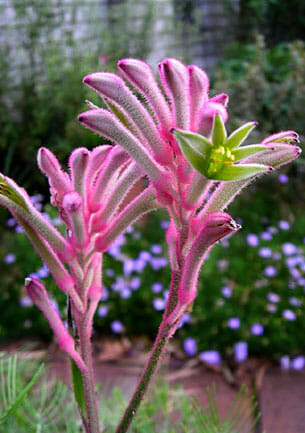 'Bush Kangaroo Paw 6" Pot - Hello Hello Plants & Garden Supplies