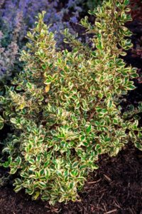 Coprosma 'Golden Star' @ Hello Hello Plants