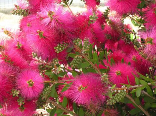 Callistemon 'Neon Pink' @ Hello Hello Plants