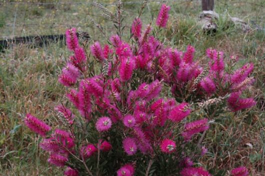 Callistemon 'Purple Cloud' @ Hello Hello Plants