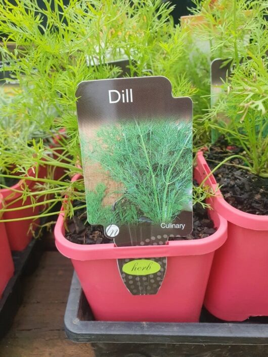 Green-frond dill plants in pink containers, labeled "Dill" and "Culinary," from the product Dill 4" Pot.