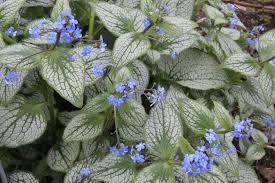 A cluster of Brunnera 'Silver Heart' 6" Pot plants with heart-shaped, silver-veined leaves and small blue flowers.