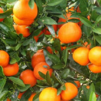 Mandarin 'Afourer' @ Hello Hello Plants