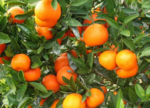 Mandarin 'Afourer' @ Hello Hello Plants