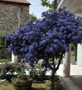 A Ceanothus 'Blue Pacific' Californian Lilac in a 6" pot, displaying vibrant clusters of purple-blue flowers, stands beside a stone building and a wooden barrel planter.
