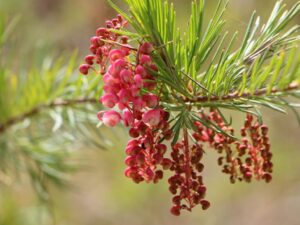 Pink seed cones hanging from a Grevillea 'Rosy Posy' 6" Pot branch.