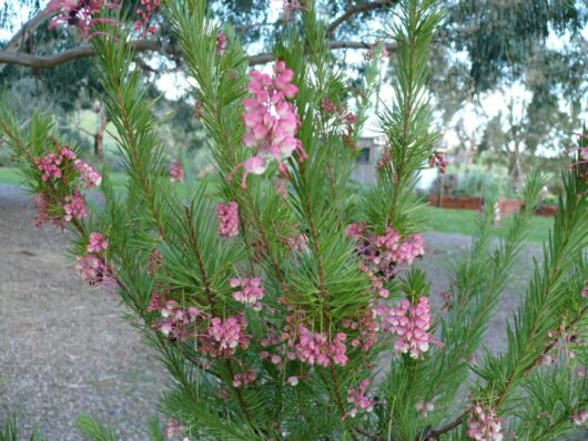 A close-up of a **Grevillea 'Rosy Posy' 6" Pot** with needle-like leaves and clusters of pink flowers in bloom.