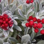 Helichrysum 'Red Jewel' @ Hello Hello Plants