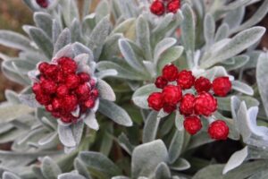 Helichrysum 'Red Jewel' @ Hello Hello Plants