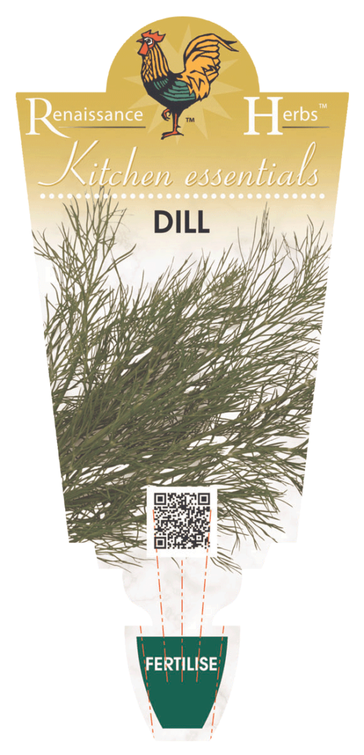 Dill