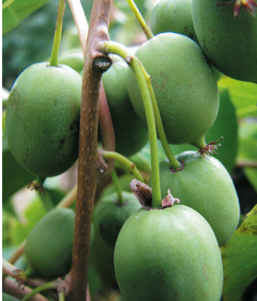 Actinidia 'Kiwi Berry' @ Hello Hello Plants