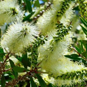 Close-up of Callistemon pallidus 'Lemon Bottlebrush' 10" Pot flowers in bloom with green leaves in the background.