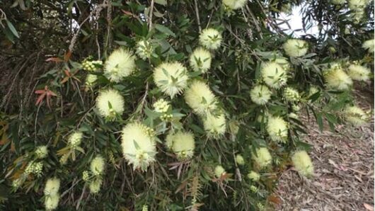 Callistemon pallidus 'Lemon Bottlebrush' 10" Pot flowers blooming on a bush with dense green foliage in a natural setting.