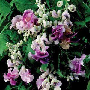 A cluster of vibrant purple and white Vigna 'Snail Creeper/Vine' 6" Pot flowers intertwined with green leaves and delicate white buds.