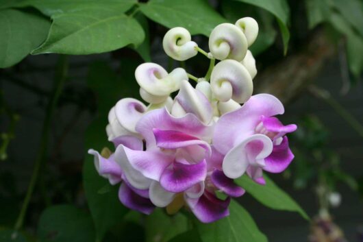 Cluster of Vigna 'Snail Creeper/Vine' 6" Pot flowers with some buds spiraled like snail shells, featuring pale green shades transitioning to vivid purple blooms.