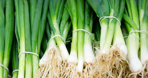 Fresh Spring Onion 4" Pot with white bulbs and roots, neatly bundled together on display.