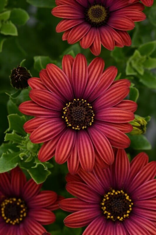 Close-up of vibrant red Osteospermum 'Zion Red' African Daisy flowers with yellow centers and dark green leaves in the background.