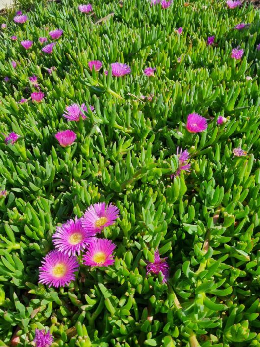 Carpobrotus 'Hot Pink' Pig Face 3" Pot