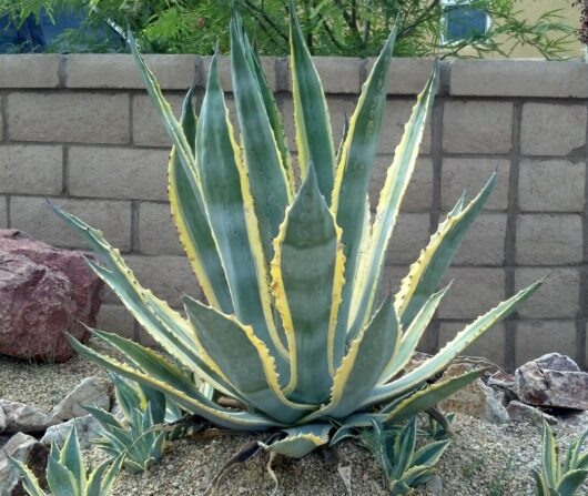 Large Agave americana 'Century Plant' 6" Pot, with yellow-striped leaves, surrounded by rocks, against a brick wall.