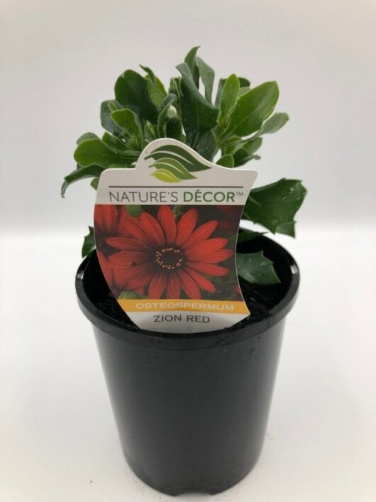 A potted Osteospermum 'Zion Red' African Daisy 6" Pot plant with a nature's decor label, featuring an image of a red flower, against a white background.