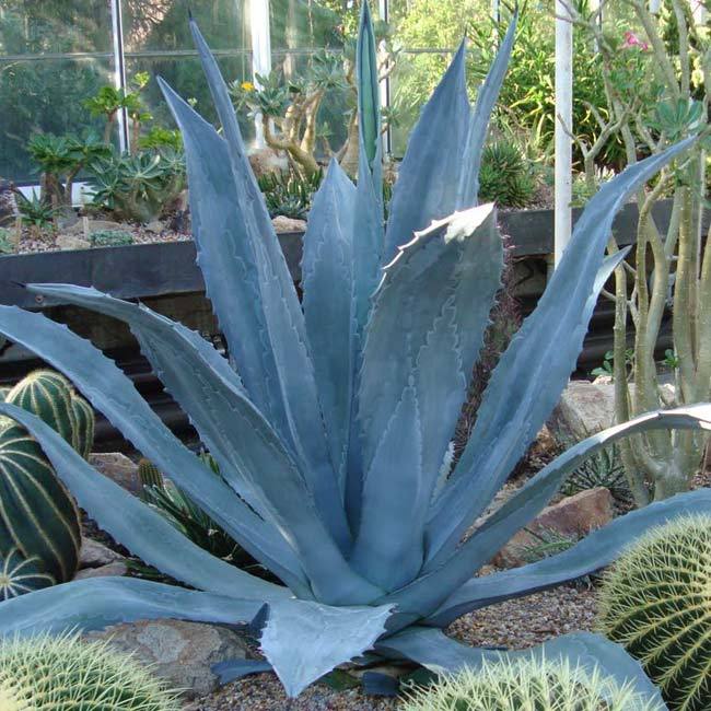 Agave Americana �Century Plant� 6�� Pot Hello Hello