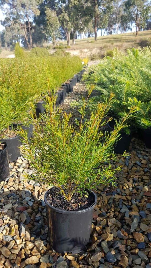 Young Boronia 'Magenta Stars' plants in 6" pots arranged on a gravel surface with a row of trees in the background.