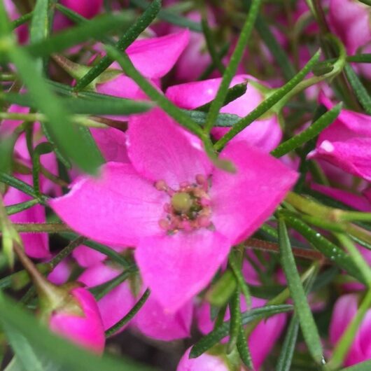Close-up of a vibrant Boronia 'Magenta Stars' 6" Pot flower with a visible yellow stamen, surrounded by thin green leaves.