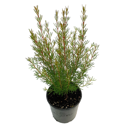 A Boronia 'Magenta Stars' plant with fresh, green sprigs in a 6" pot against a white background.