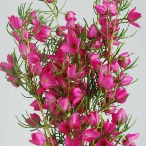 A cluster of vibrant pink Boronia 'Magenta Stars' 6" Pot flowers with green needle-like leaves against a light gray background.
