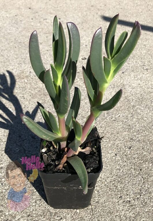 Hello Hello Plants Carpobrotus Hot Pink Pig Face