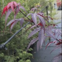 Acer 'Emperor 1' Japanese Maple