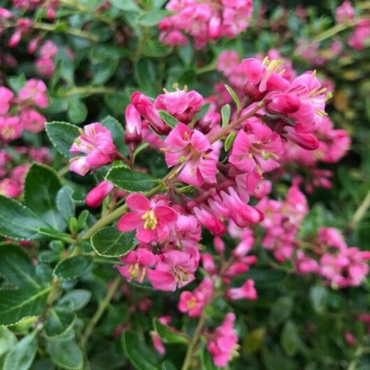 Cluster of pink Escallonia 'Hedge with an Edge' Appleblossom flowers with yellow centers on an Escallonia 'Hedge with an Edge' Appleblossom shrub with glossy green leaves.