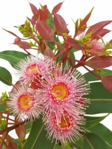 Close-up of vibrant pink Corymbia 'Summer Beauty' Grafted Gum 8" Pot flowers with prominent stamens, surrounded by green leaves and reddish foliage.