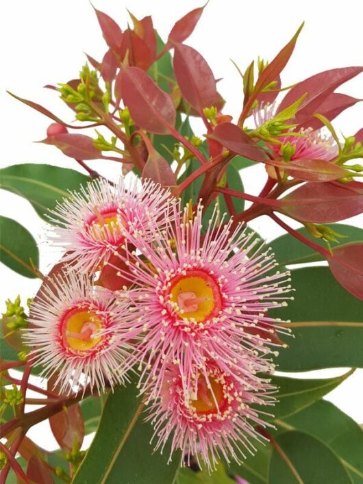 Close-up of vibrant pink Corymbia 'Summer Beauty' Grafted Gum 8" Pot flowers with prominent stamens, surrounded by green leaves and reddish foliage.
