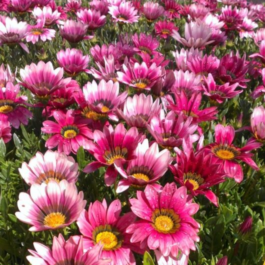 A dense field of Gazania 'Pink Shades' 6" Pot in various pink shades and magenta, their green leaves vibrant under the sunlight. Some delicate petals, adorned with water droplets, shimmer softly. Each flower blooms beautifully as if arranged in a perfect Gazania 'Pink Shades' 6" Pot.