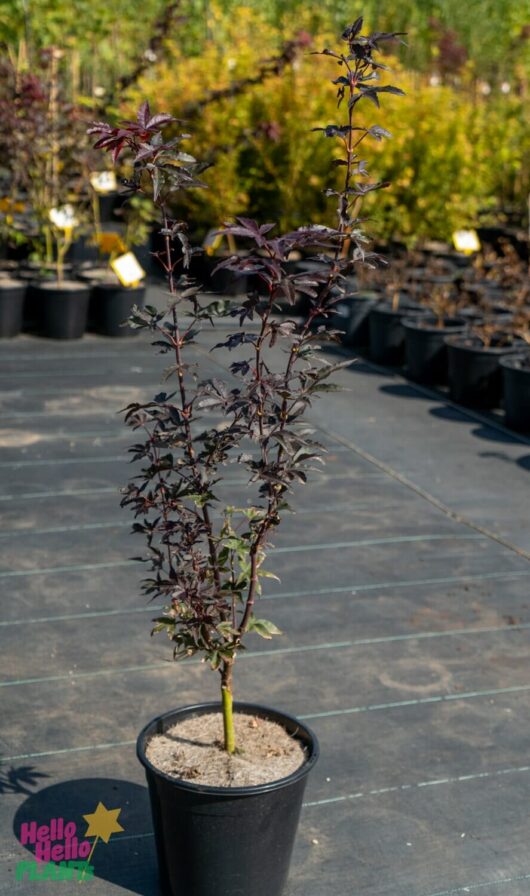 Hello Hello Plants Nursery Melbourne Victoria Australia Acer palmatum 'Skeeters Broom' Japanese Maple 20cm Pot