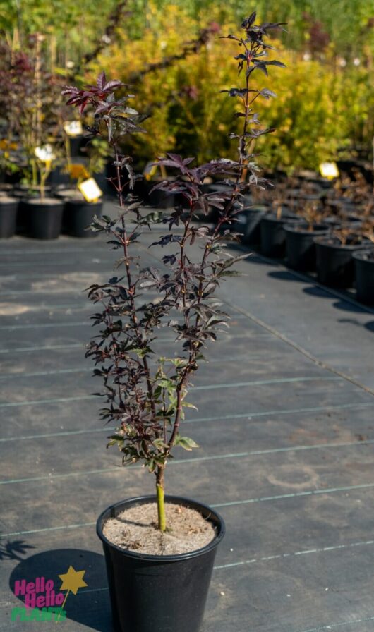 Hello Hello Plants Nursery Melbourne Victoria Australia Acer palmatum 'Skeeters Broom' Japanese Maple 20cm Pot