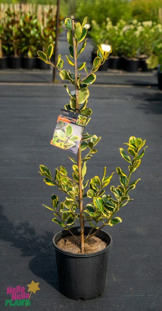 Hello Hello Plants Nursery Melbourne Victoria Australia Ilex x altaclerensis 'Golden King Holly' 8in Pot