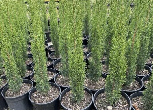 Cupressus 'Glauca Pencil Pine' 8" Pot Growers Flash Sale!