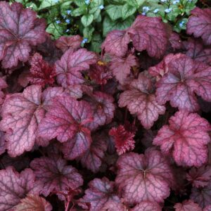 Dense cluster of crimson Heuchera 'Amethyst Mist' Coral Bells leaves with a few small blue flowers interspersed.