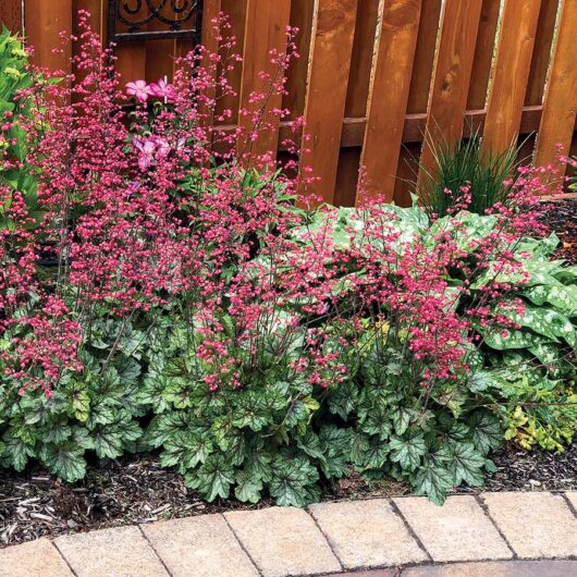 Flowering Heuchera 'Peppermint Spice' Coral Bells 6" Pot with pink blooms and dark green foliage, growing along a brick path next to a wooden fence.