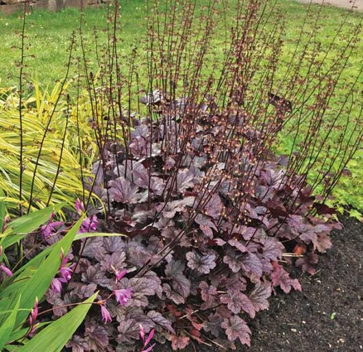 A Heuchera 'Purple Palace' Coral Bells 6" pot with deep purple leaves and small pink flowers, surrounded by fresh green grass and variegated foliage.
