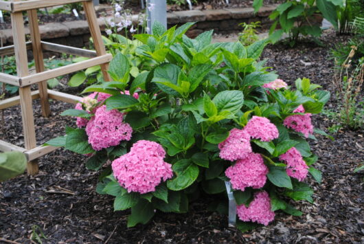 Pink Hydrangea 'You and Me Perfection' 2L Pot bush with lush green leaves in a garden bed near a wooden ladder.