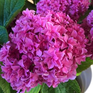 A close-up of a vibrant pink Hydrangea 'You and Me Perfection' 2L Pot cluster surrounded by green leaves.