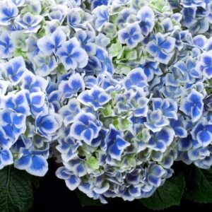 Close-up of vibrant Hydrangea 'Tea Time™ Bicolour' 2L Pot flowers with visible green leaves.