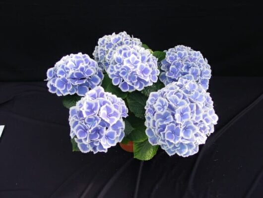 Hydrangea 'Tea Time™ Bicolour' 2L Pot with lush green leaves displayed on a black background are planted in a 2L pot.