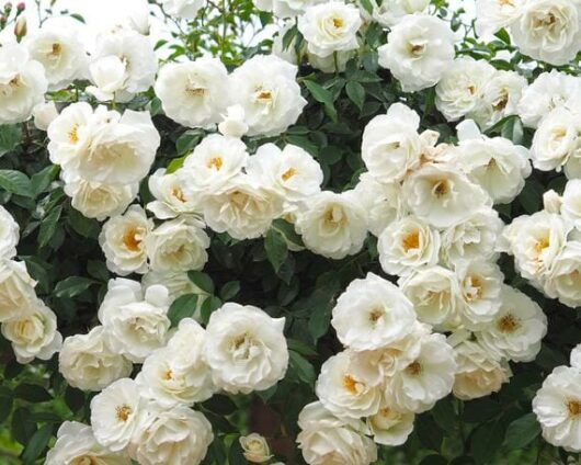 Iceberg Climbing Rose