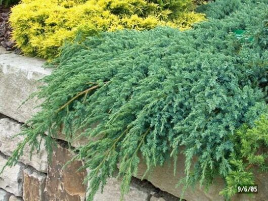 A variety of shrubs with different textures and colors, including the Juniperus 'Blue Carpet' Creeping Conifer 6" Pot and bright yellow plants, overhanging a stone wall.